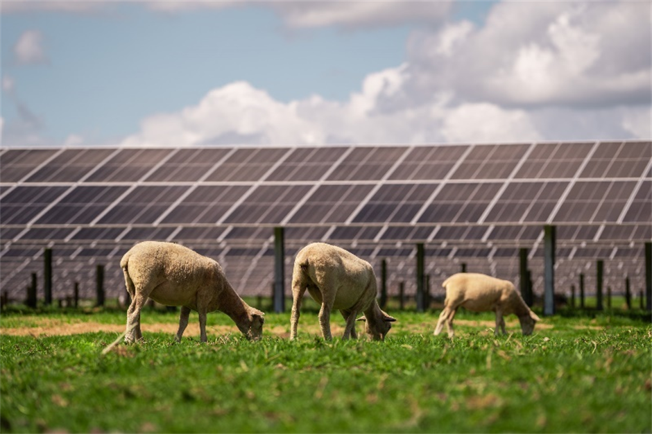 Sheep grazing beneath Trina Solar modules and trackers, Agrivoltaic farming